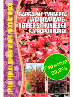 Барбарис Тунберга Атропурпуре [Семена редких растений]