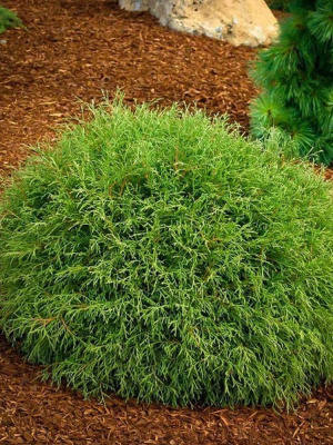 Туя западная Боулинг Болл (Bowling Ball) купить с доставкой 