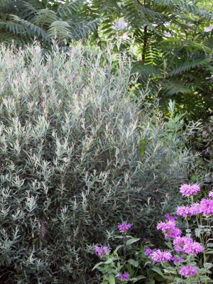 Ива Нана (Nana) купить с доставкой красивый декоративный кустарник округлой формы