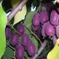 Актинидия Сиреневый туман