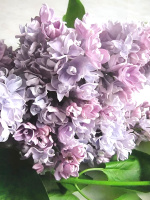 Сирень Валентин Серов PBR