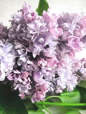 Сирень Валентин Серов PBR купить с доставкой Крупные, махровые цветки с насыщенной окраской создают невероятное зрелище