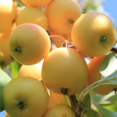 Яблоня Уральское Наливное купить с доставкой Яблоня Уральское наливное — красивейший позднеспелый сорт, является самым распространенным на Южном Урале, Дальнем Востоке и Северо-Западных регионах. Завоевал свою популярность благодаря высокой урожайности и морозостойкости.