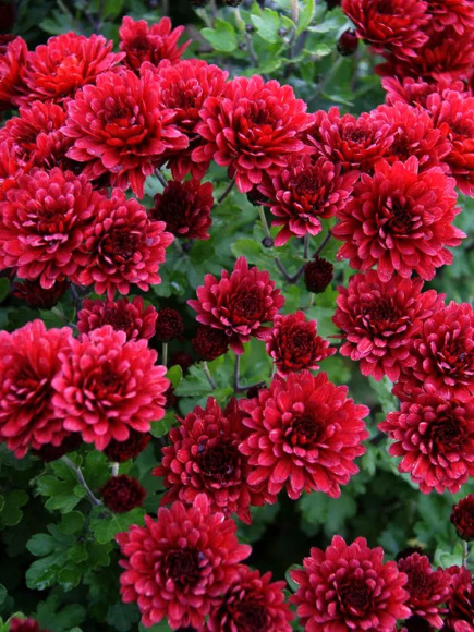 Хризантема мультифлора Бранглори Ред (Branglory Red) купить с доставкой Хризантема мультифлора Бранглори Ред (Branglory Red) купить с доставкой