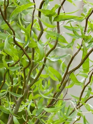 Ива Извилистая купить с доставкой оригинальное и изящное дерево, которое не требует особого ухода