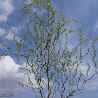 Ива Извилистая