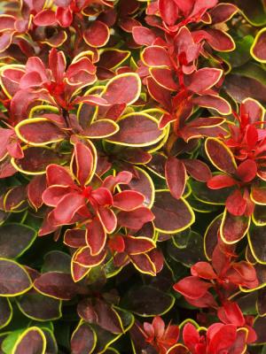 Барбарис Адмирейшн (Admiration) купить с доставкой тунберга карликовый кустарник, достигающий в высоту 50 см и в ширину 1 м