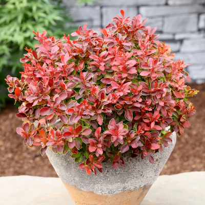 Барбарис Адмирейшн (Admiration) купить с доставкой тунберга карликовый кустарник, достигающий в высоту 50 см и в ширину 1 м