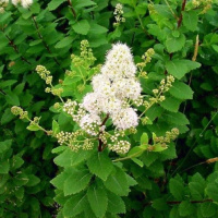 Спирея белая Алликко (Allikko)