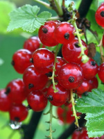 Смородина красная Ранняя сладкая