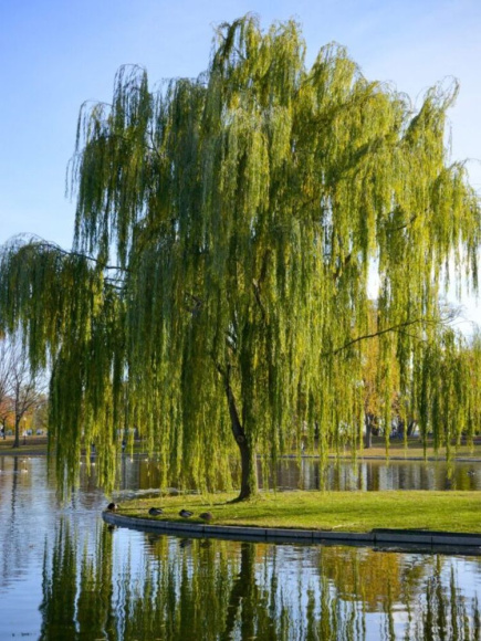 Ива росистая (Salix rorida) купить с доставкой Ива росистая (Salix rorida) купить с доставкой