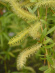 Ива росистая (Salix rorida) купить с доставкой Ива росистая (Salix rorida) купить с доставкой