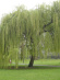Ива росистая (Salix rorida) купить с доставкой Ива росистая (Salix rorida) купить с доставкой