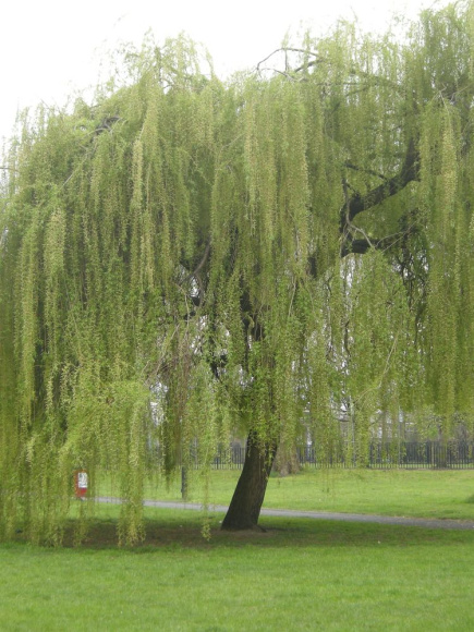 Ива росистая (Salix rorida) купить с доставкой Ива росистая (Salix rorida) купить с доставкой