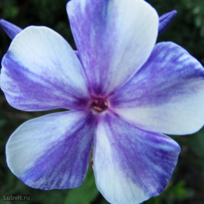 Флокс Гжель купить с доставкой Сложно представить себе более эффектный сорт флоксов, чем