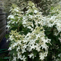 Гортензия Мэджикал Старлайт (Magical Starlight) метельчатая