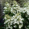 Гортензия Мэджикал Старлайт (Magical Starlight) метельчатая