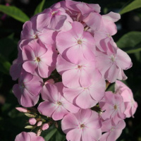 Флокс Доброе Утро