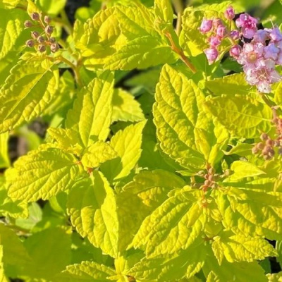 Спирея Голден Карл (Golden Karol) купить с доставкой удивительно красивый и грациозный кустарник, используемый для озеленения дачных участков, садов и парковых зон