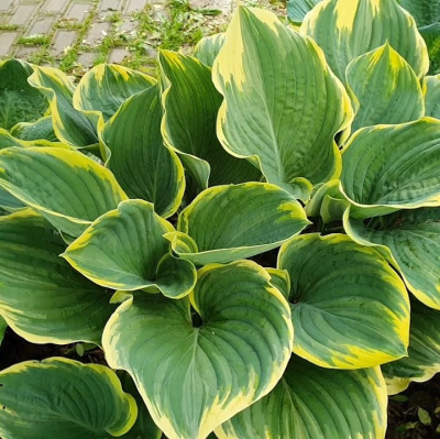 Хоста Сага (Sagae) [XL] купить с доставкой Выведена в 1996 году японским селекционером Кендзи Ватанабэ.