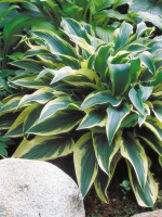 Хоста Волверайн (Wolverine) [S]