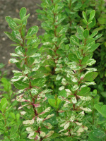 Барбарис Пау Вау (Powwow)