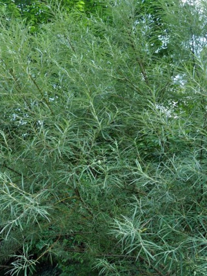 Ива Прутовидная купить с доставкой Лиственное дерево, благодаря своей красоте и необычному внешнему виду имеет большую популярность в парках и садовых участках, она с легкостью вписывается в любую местность, красиво сочетается не только со своими сортами, но и дополняет своей красотой другие растения, смотрится гармонично