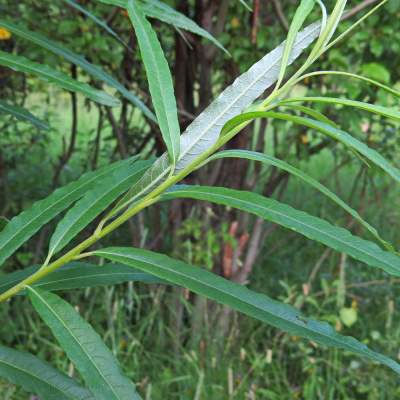 Ива Прутовидная купить с доставкой Лиственное дерево, благодаря своей красоте и необычному внешнему виду имеет большую популярность в парках и садовых участках, она с легкостью вписывается в любую местность, красиво сочетается не только со своими сортами, но и дополняет своей красотой другие растения, смотрится гармонично