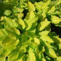 Хоста Август Мун (August Moon) [L]