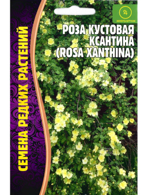 Роза кустовая Ксантина [Семена редких растений] купить с доставкой Необычное вьющееся растение с нежными цветками – роза Ксантина. Она станет украшением любого сада, будет выгодно смотреться в качестве живой изгороди, розу можно пустить на арку, а срезанные цветы будут радовать своей красотой долгое время.