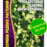 Роза кустовая Ксантина [Семена редких растений]