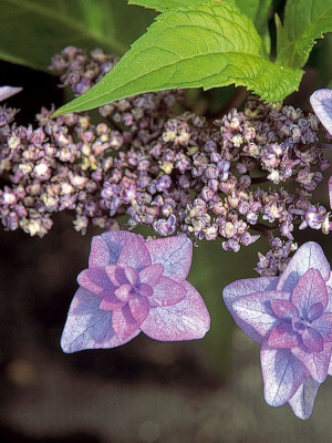 Гортензия Мияма-яэ-мурасаки (Miyama-yae-murasaki) пильчатая купить с доставкой редкая японская красавица, чье название переводится как «пурпурная махровая с горы Мияма». Эта настоящая драгоценность для ценителей необычных растений! Соцветия-шапки насыщенного сине-фиолетового цвета с махровыми стерильными цветками выглядят словно изысканные букеты. В период цветения куст буквально усыпан шарообразными соцветиями, создавая впечатление фиолетового облака. Этот старинный японский сорт считается одним из самых красивых среди пильчатых гортензий.