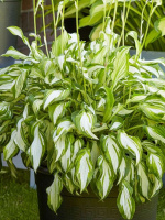 Хоста Киви Сперминт (Kiwi Spearmint) [M]