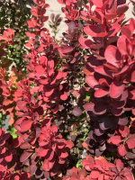 Барбарис Ред Рокет (Red Rocket)