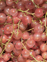 Смородина Голландская Розовая