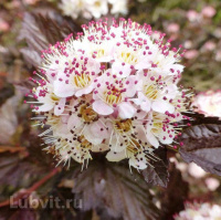 Пузыреплодник Андре (Andre)