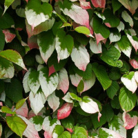 Актинидия Фестивальный (муж)