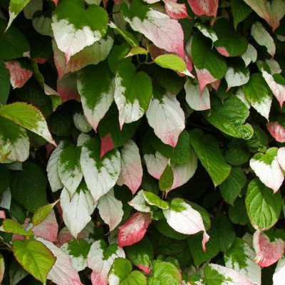 Актинидия Фестивальный (муж) купить с доставкой быстрорастущая плодоносящая лиана, мужская особь