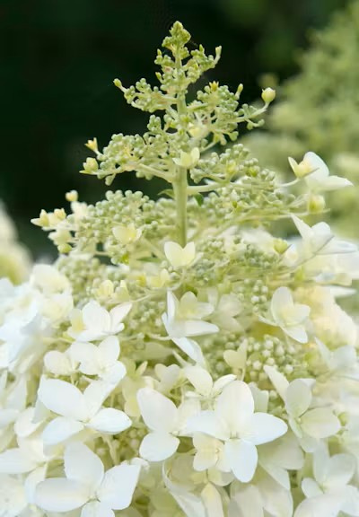 Гортензия Долли (Dolly) метельчатая купить с доставкой