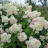 Гортензия Долли (Dolly) метельчатая купить с доставкой Гортензия Долли (Dolly) метельчатая купить с доставкой - Гортензия Долли (Dolly) метельчатая купить с доставкой