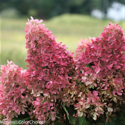 Гортензия Долли (Dolly) метельчатая купить с доставкой Гортензия Долли привлекает сердца садоводов красотой и неприхотливостью. Увидев ее пышное цветение, трудно устоять перед соблазном приобрести саженец и посадить у себя на участке. При соблюдении правил агротехники кустарник не доставит особых хлопот, и долго будет радовать цветами.