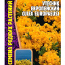 Утесник Европейский [Семена редких растений]