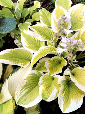 Хоста Спринг Морнинг (Spring Morning) [M] купить с доставкой 