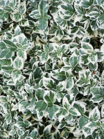 Бересклет форчуна Эмеральд Гаити (Emerald Gaiety)