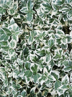 Бересклет форчуна Эмеральд Гаити (Emerald Gaiety) купить с доставкой Необычный вечнозелёный кустарник с вариегатными листьями.