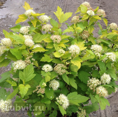 Пузыреплодник Дартс Голд (Dart&#039;s Gold) купить с доставкой относительно молодой голландский сорт, который собрал множество наград, в том числе и премию английского Королевского