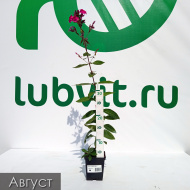 Флокс Старый маяк