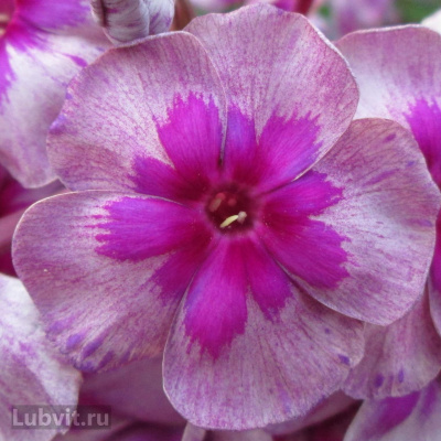 Флокс Старый маяк купить с доставкой Старый Маяк эксклюзивная коллекционная новинка 2012г, украшение любого цветника с флоксами! Нарядный, запоминающийся, эффектный, дымчатый