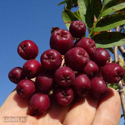 Рябина Гранатная купить с доставкой результат селекции рябины обыкновенной и кроваво-красного боярышника