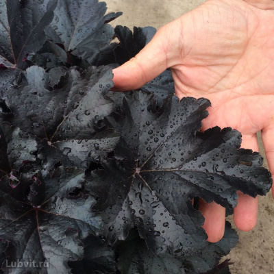 Гейхера Блэк Перл (Black Pearl) купить с доставкой по праву заняла титул самой темной гейхеры